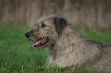 IRISH WOLFHOUND 333